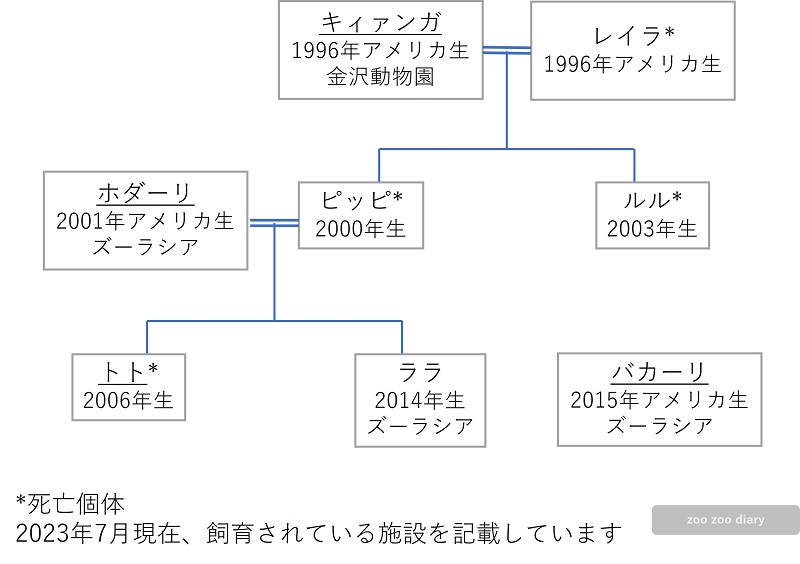 日本にいるオカピ　家系図　相関図